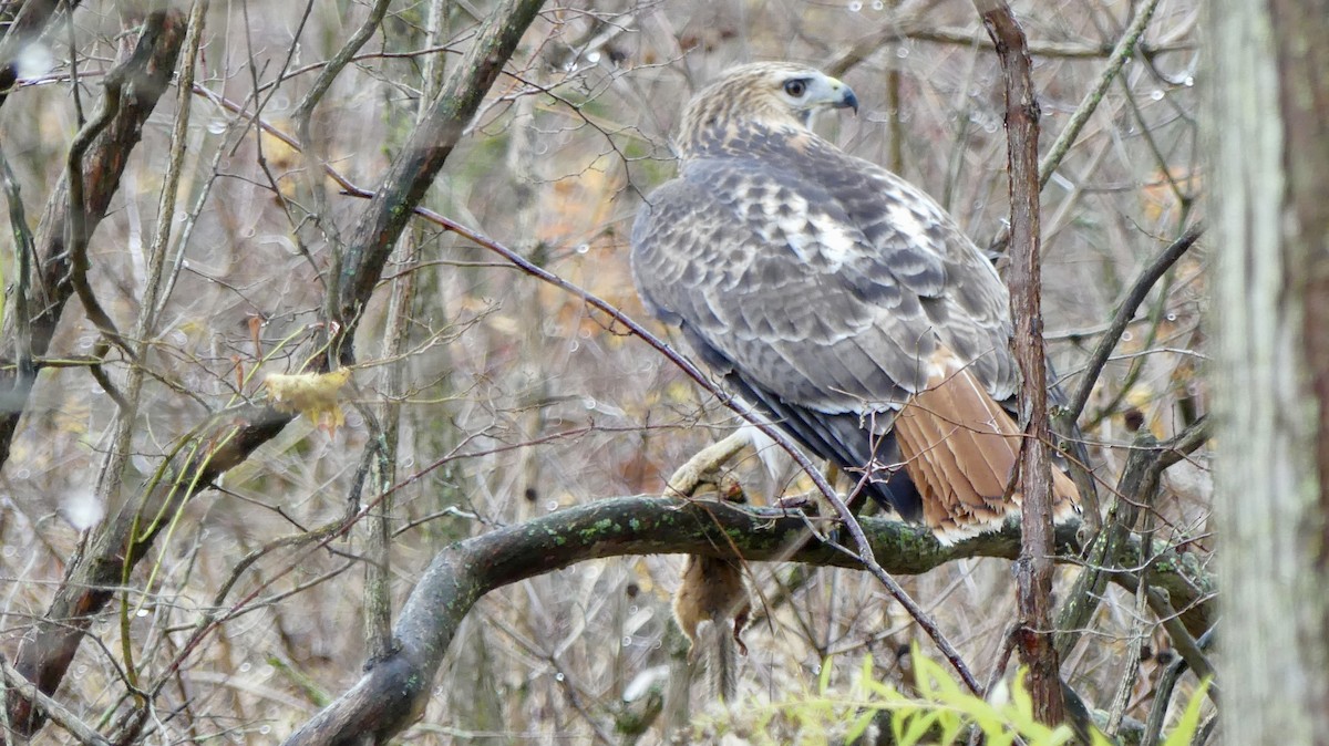 アカオノスリ - ML645362014