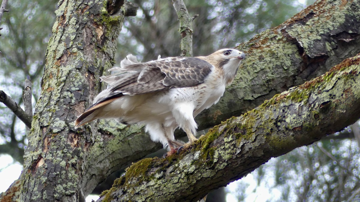 アカオノスリ - ML645362015