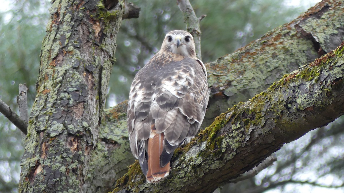 アカオノスリ - ML645362016