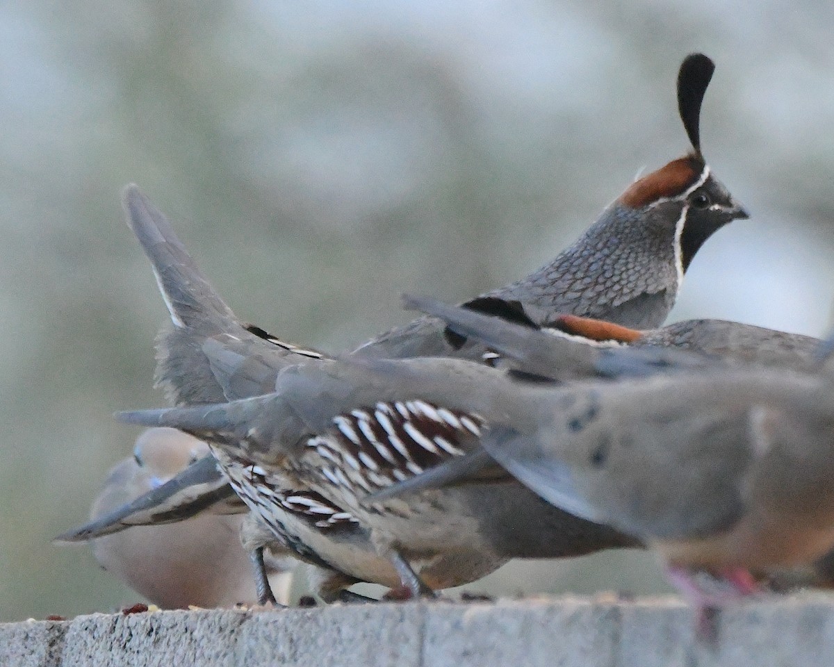 Gambel's Quail - ML645362026