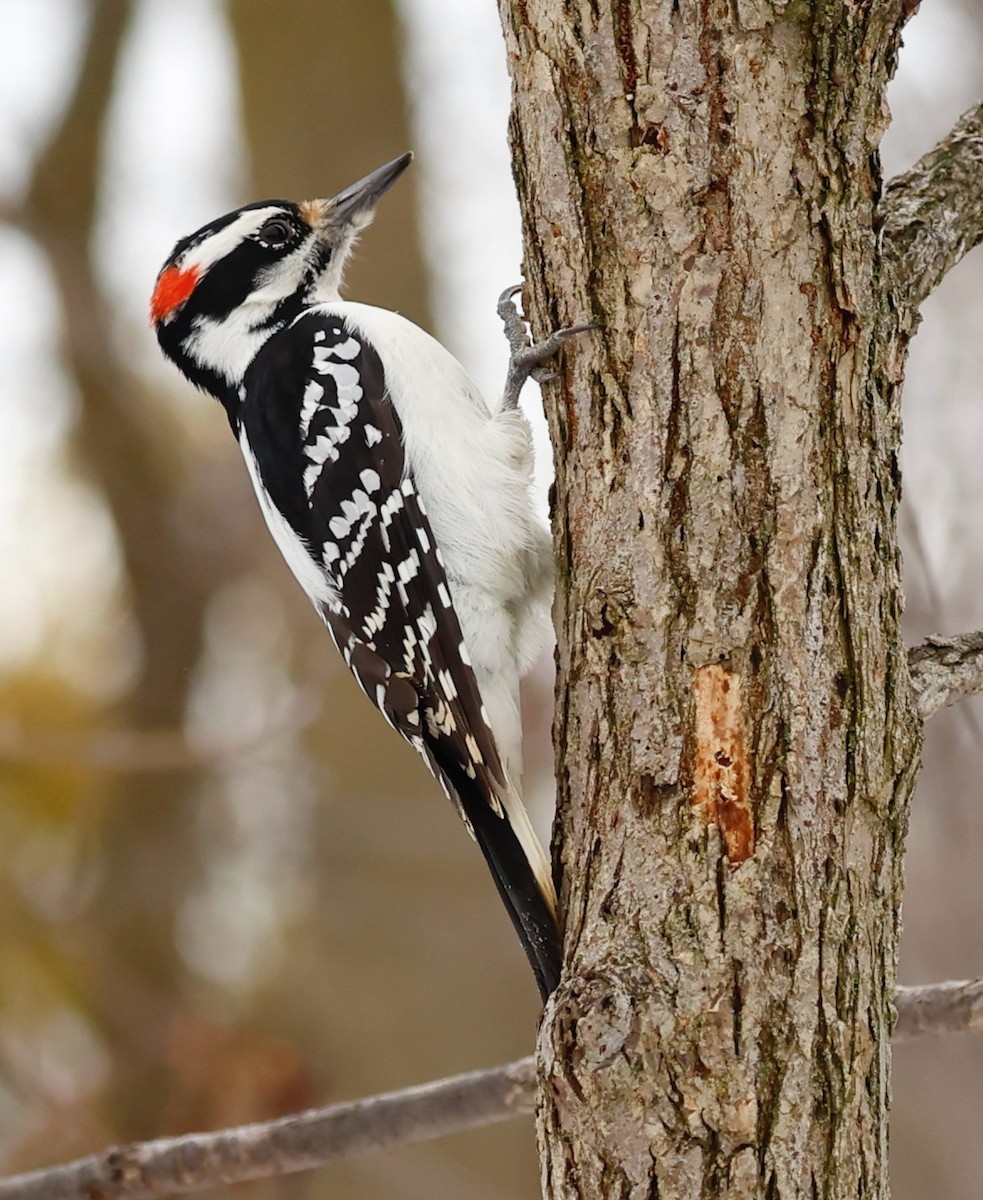 Hairy Woodpecker - ML645362035