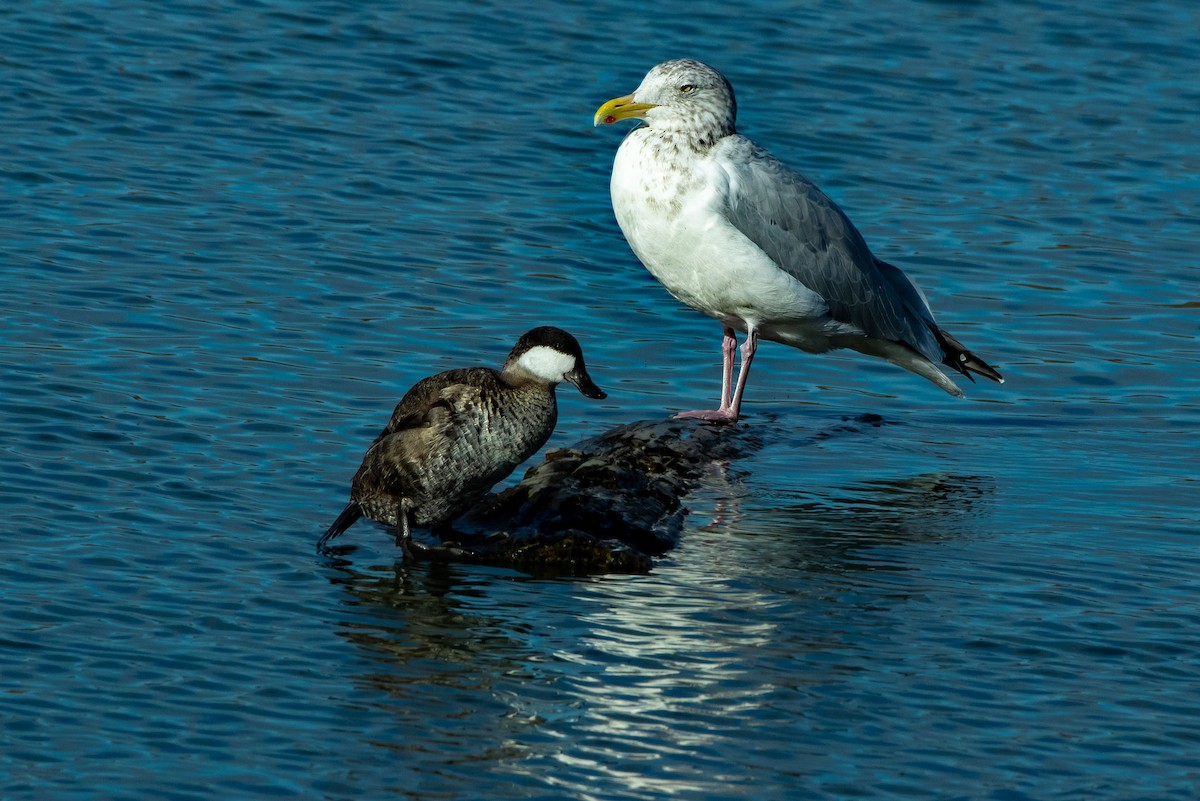 Мартин американський - ML645362036