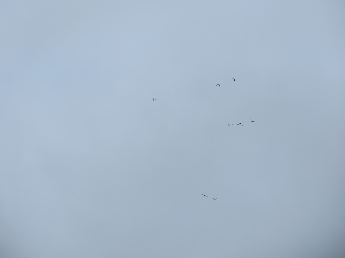 Катарта чорна - ML645362038