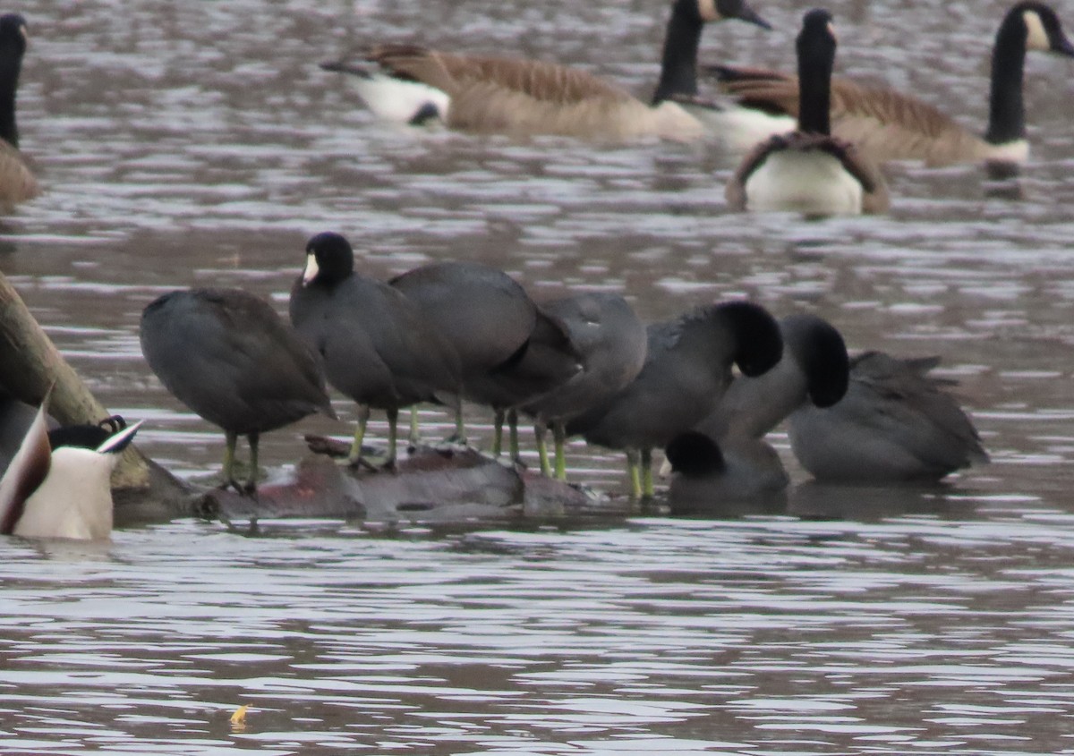 American Coot - ML645362055