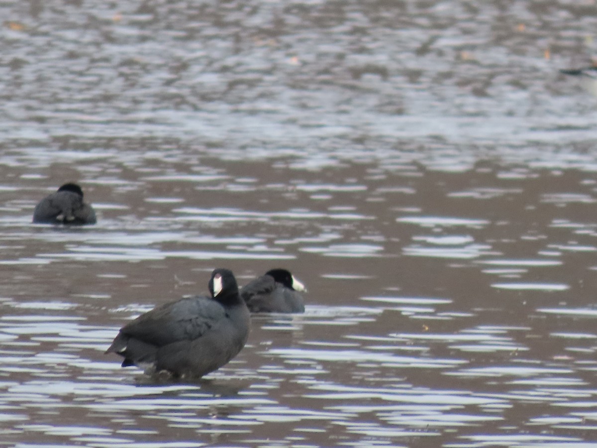 American Coot - ML645362060