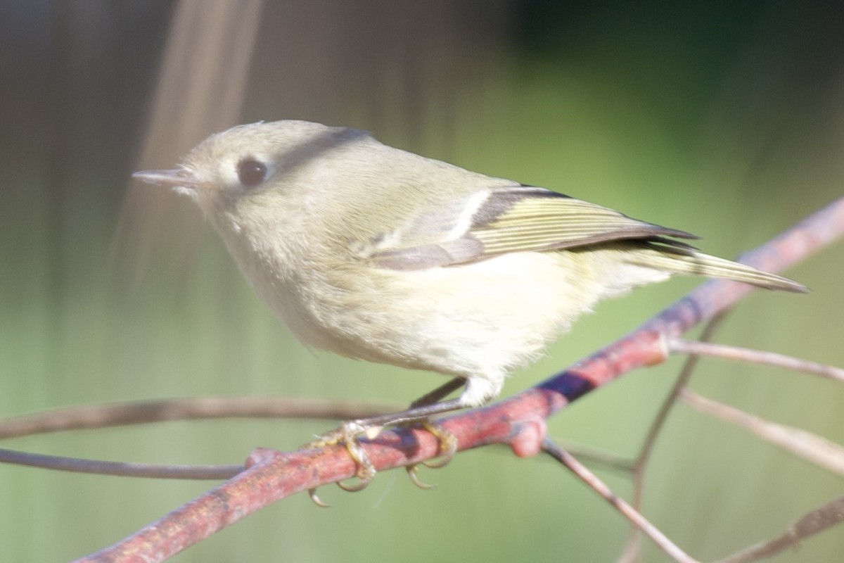 Золотомушка рубіновочуба - ML645362061