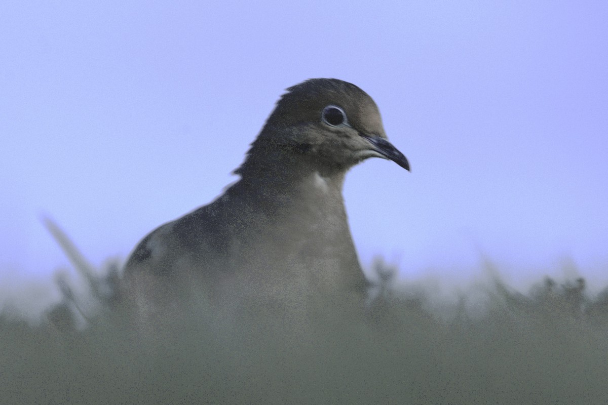 Mourning Dove - ML645362066