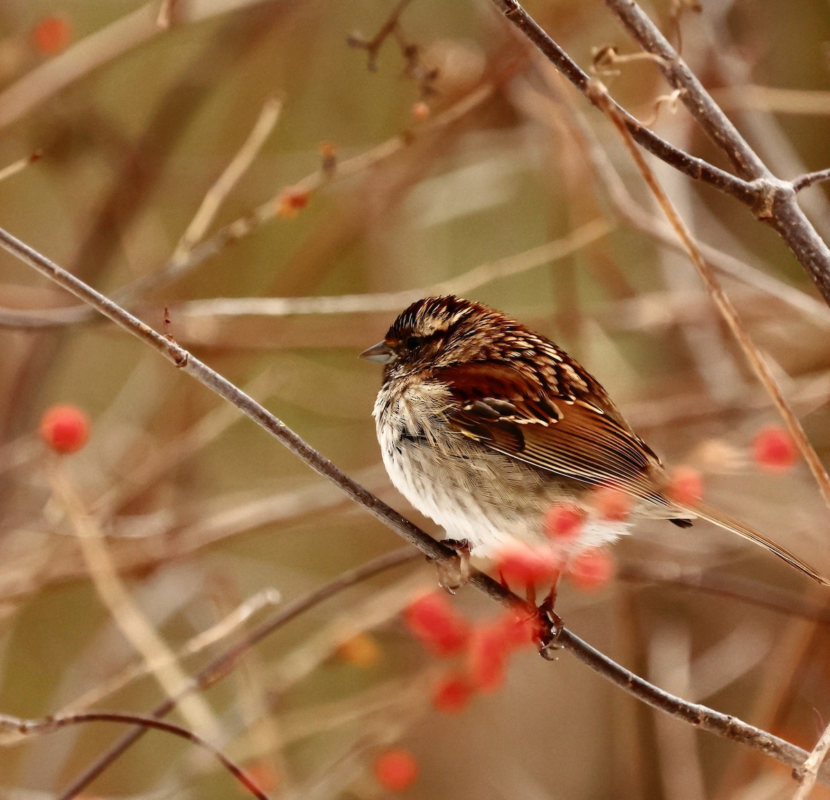 Белогорлая зонотрихия - ML645362073