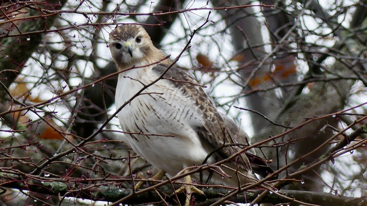 アカオノスリ - ML645362074