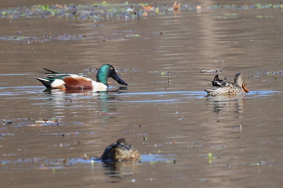 Northern Shoveler - ML645362078
