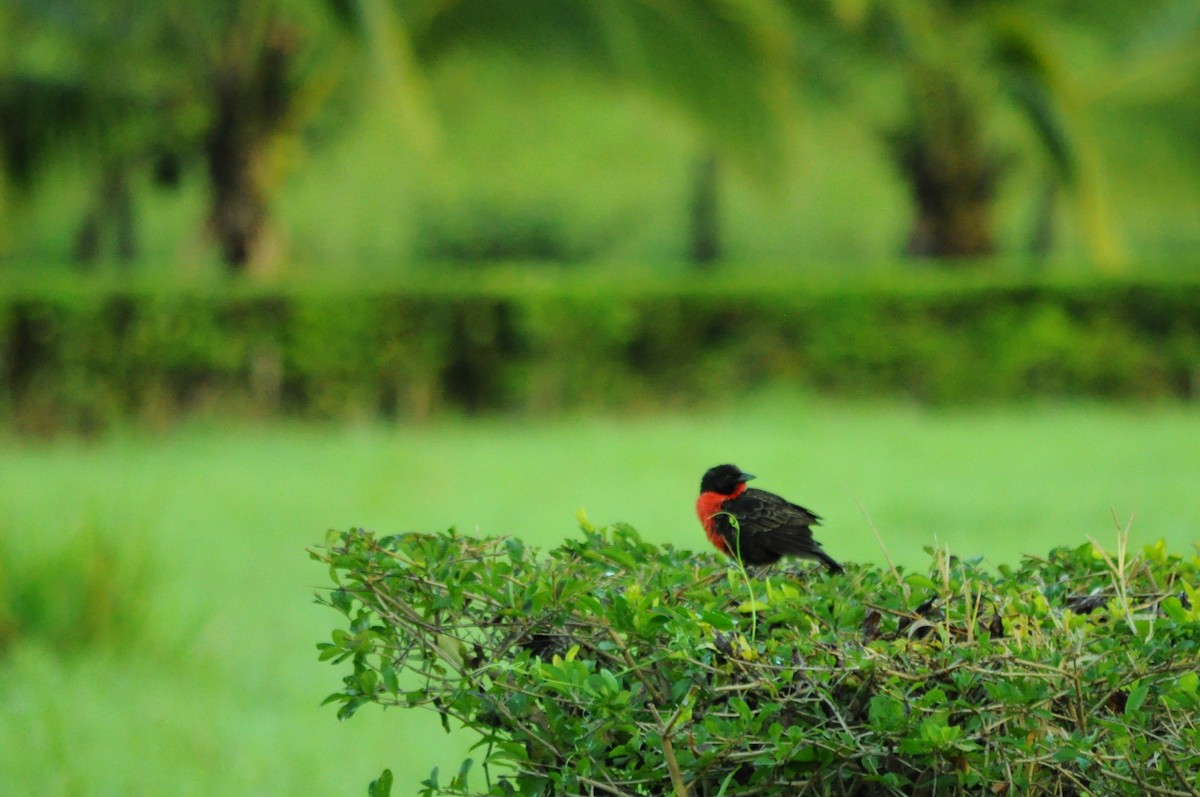 Red-breasted Meadowlark - ML645362086