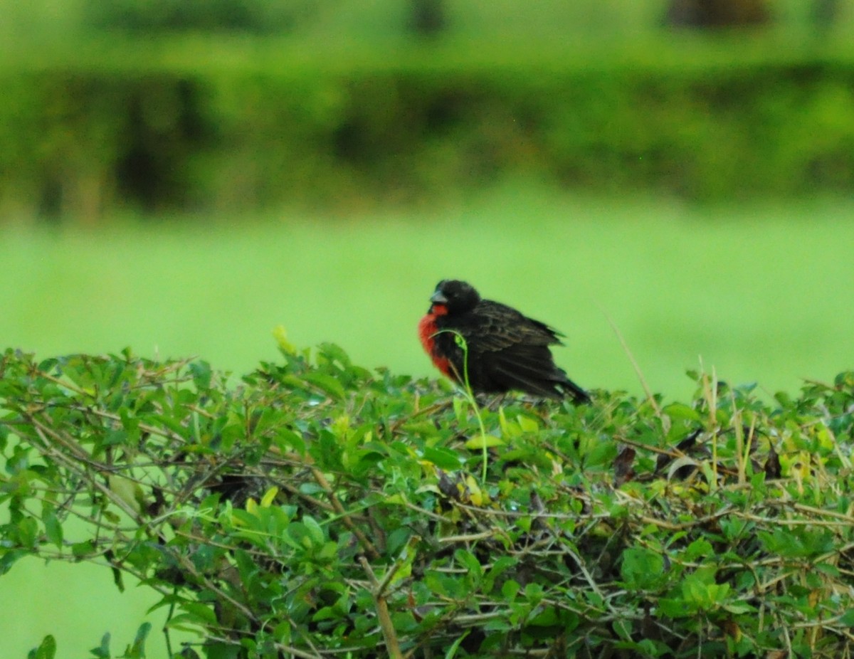 Red-breasted Meadowlark - ML645362087