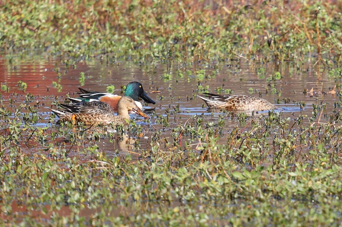 Northern Shoveler - ML645362088