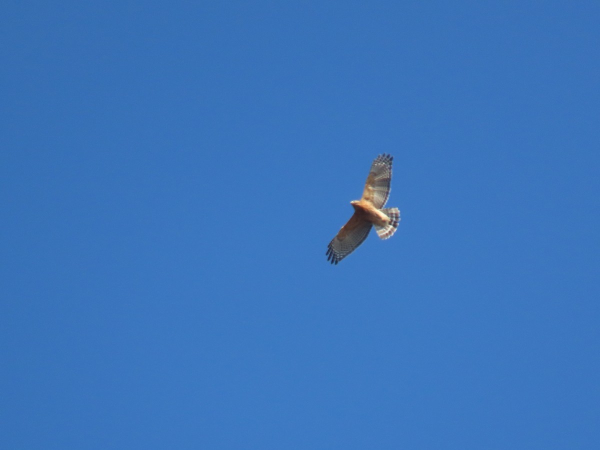 Red-shouldered Hawk (lineatus Group) - ML645362096