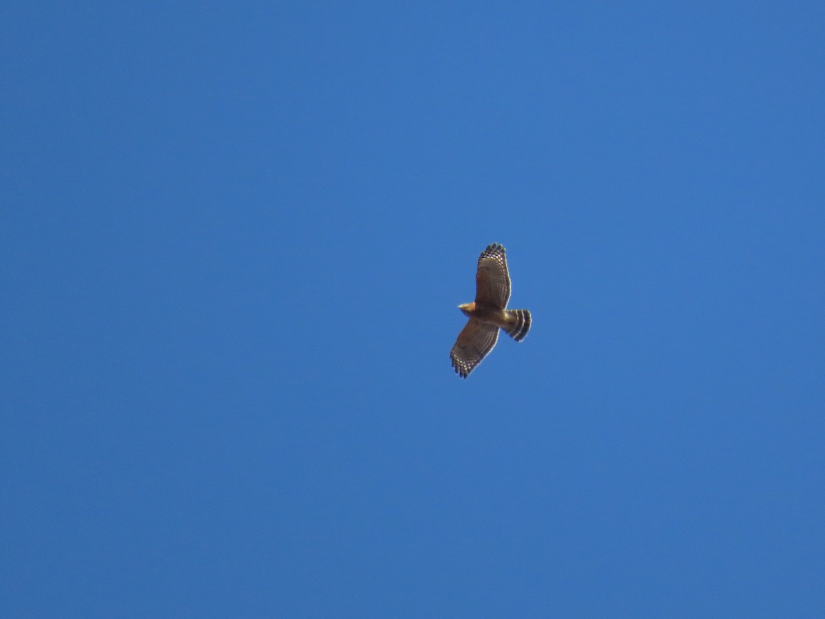Red-shouldered Hawk (lineatus Group) - ML645362097