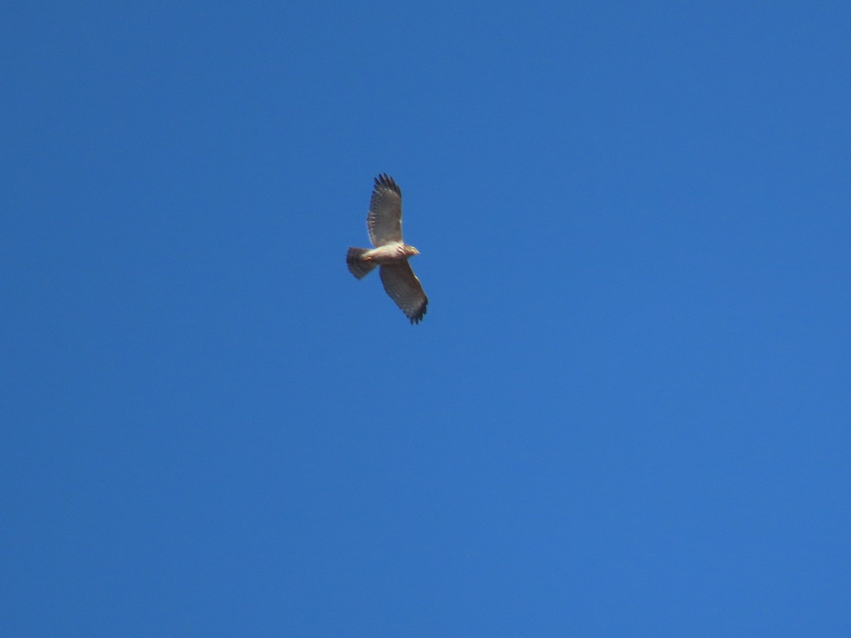 Red-shouldered Hawk (lineatus Group) - ML645362098