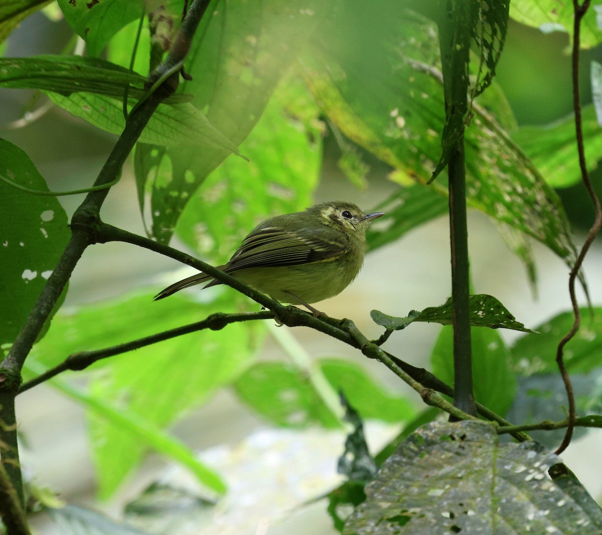 Sao Paulo Bristle-Tyrant - ML645362109