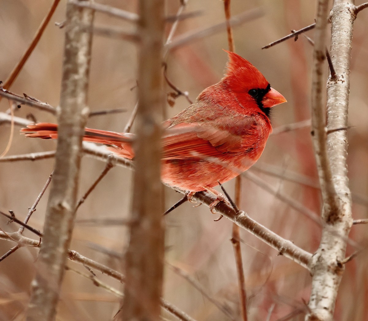 Northern Cardinal - ML645362115