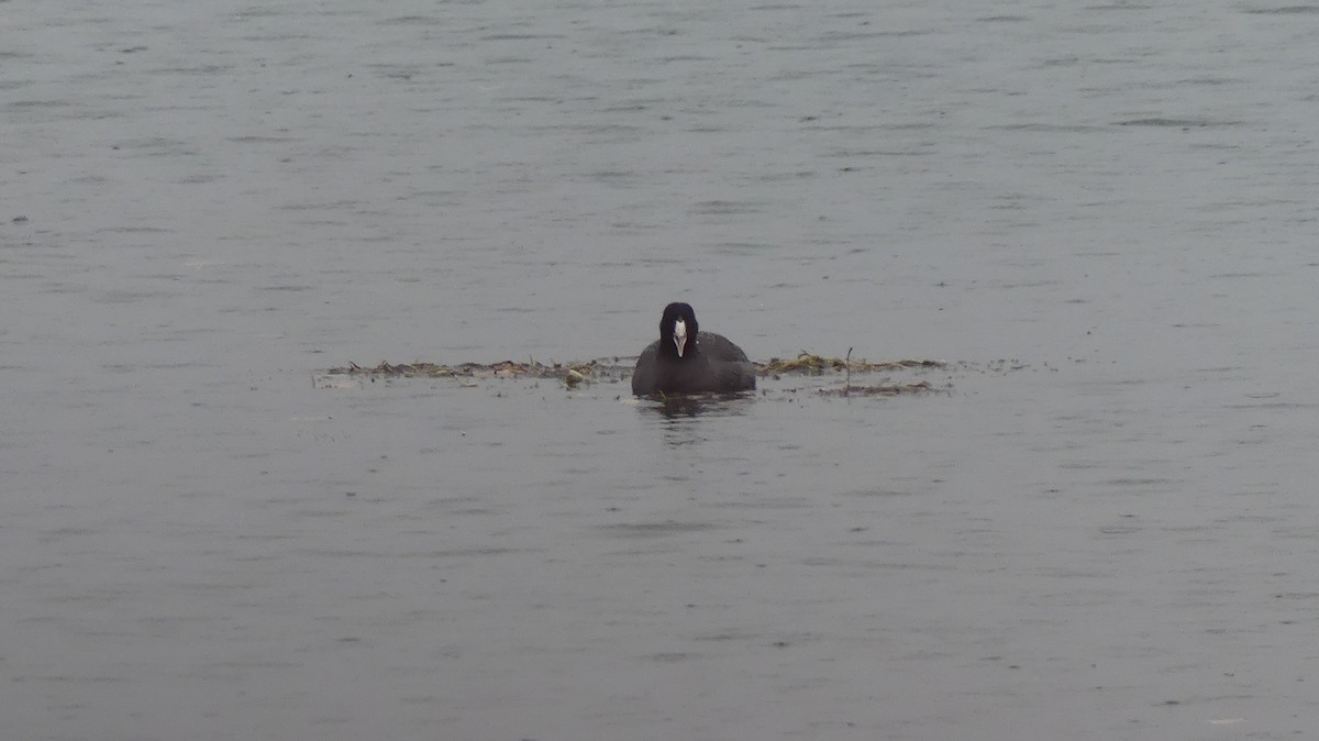 アメリカオオバン - ML645362120