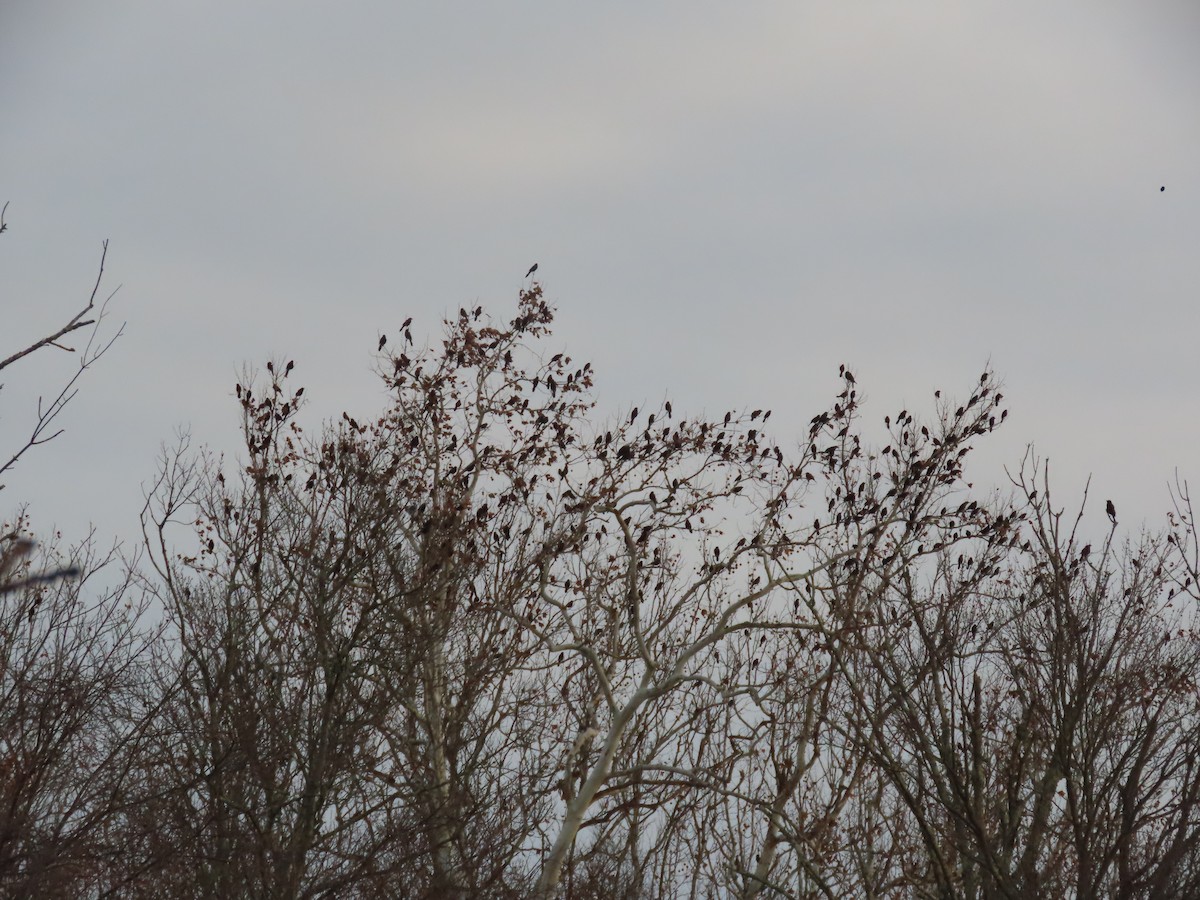 Common Grackle - ML645362121