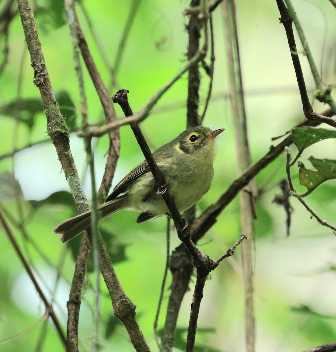 Oustalet's Tyrannulet - ML645362126