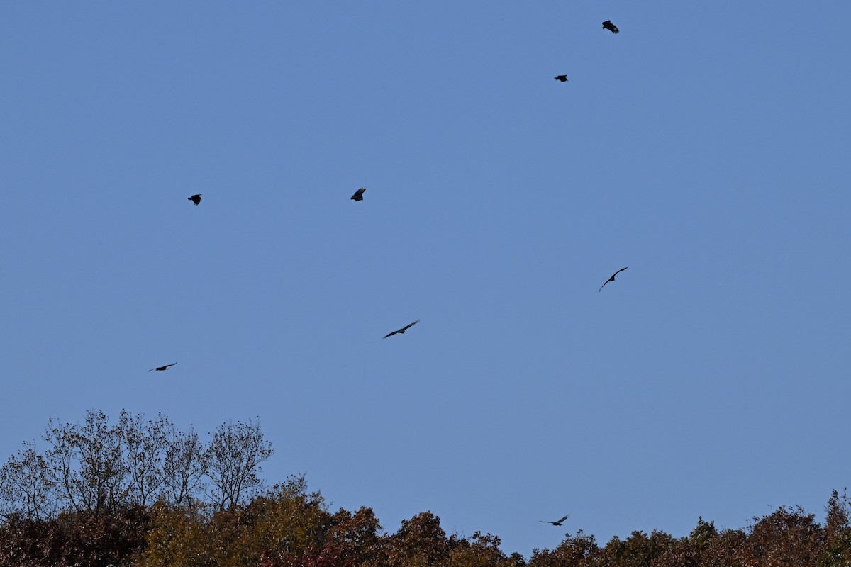 Катарта чорна - ML645362127