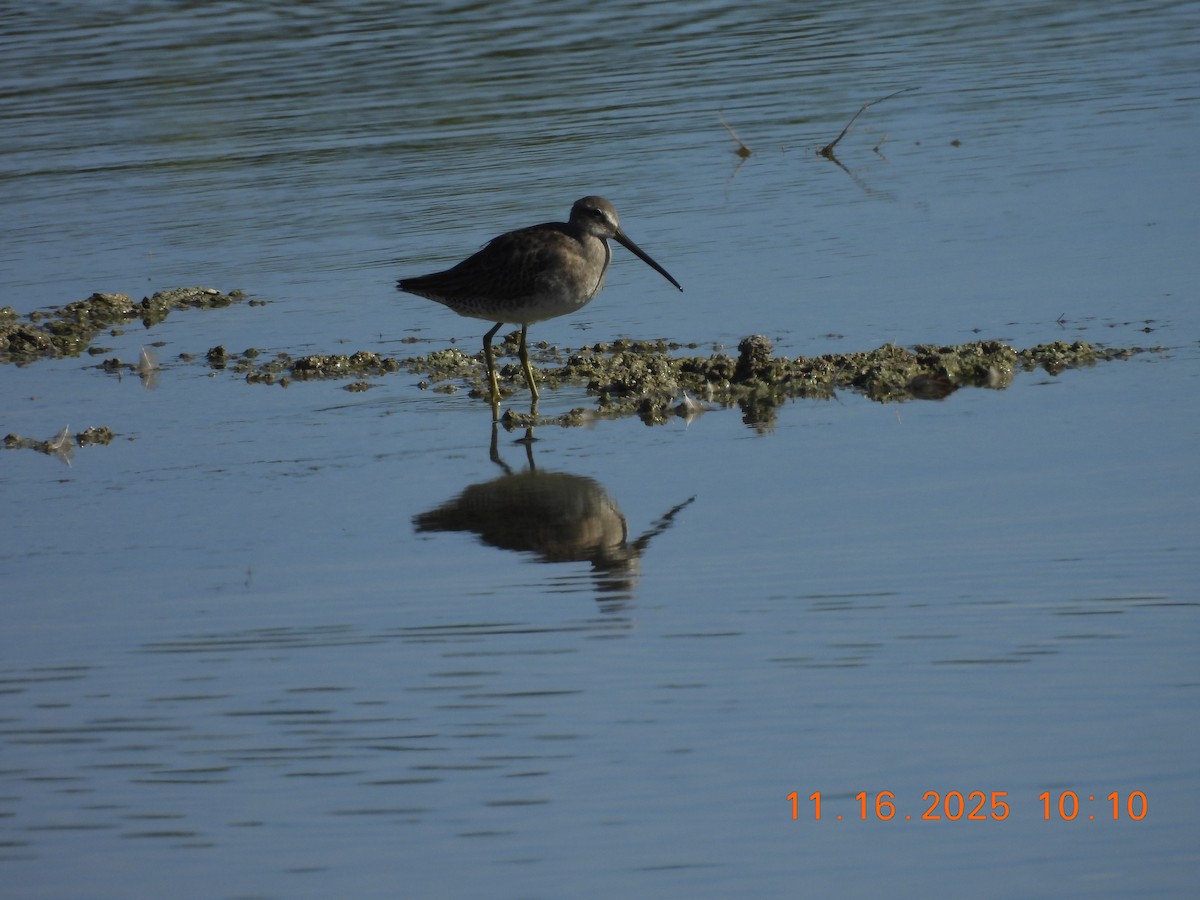 Хараалжин цууцил - ML645362128