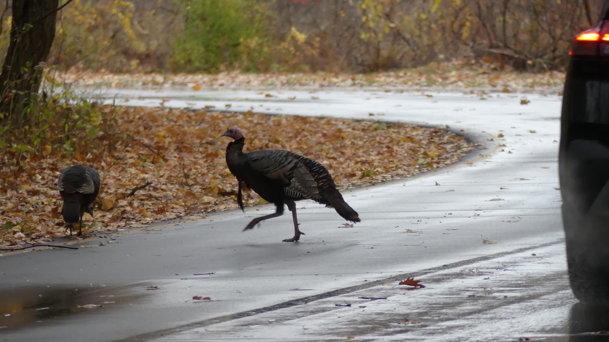 シチメンチョウ - ML645362136