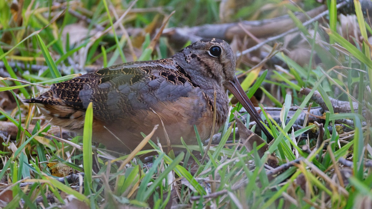 American Woodcock - ML645362154