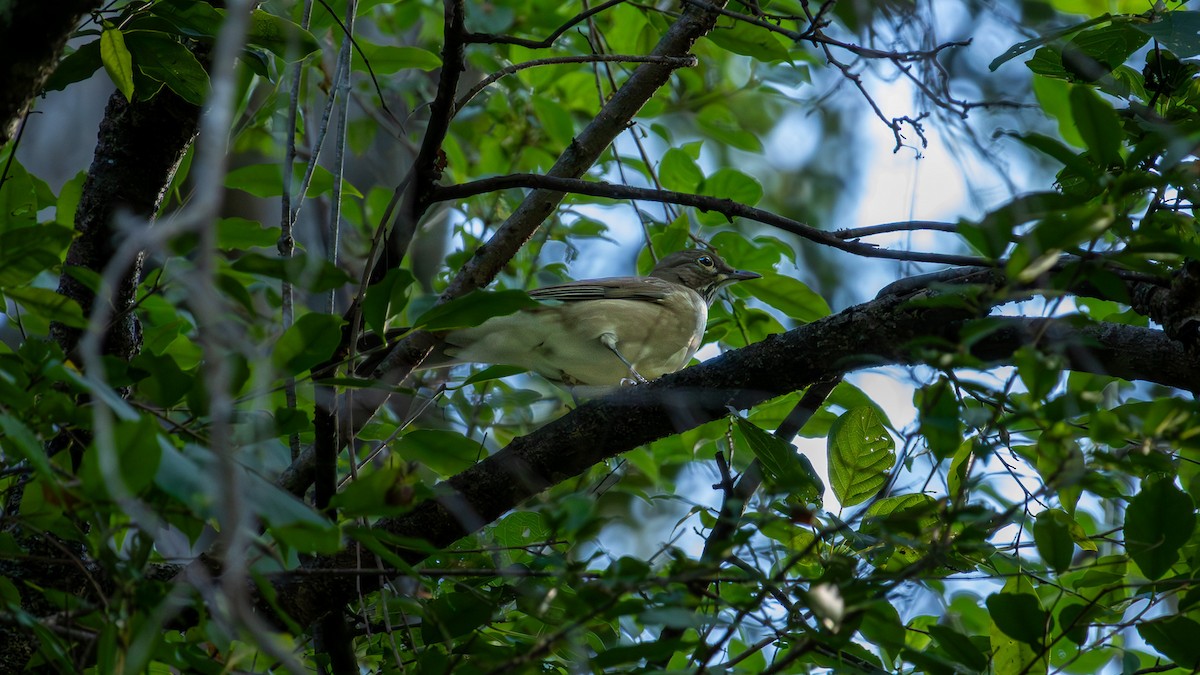 White-throated Thrush - ML645362170