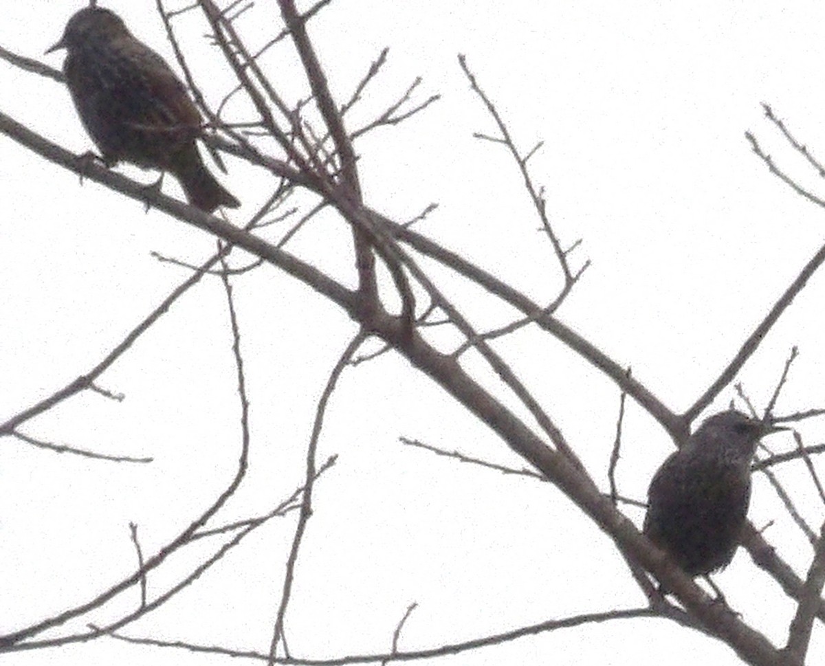 Шпак звичайний - ML645362171