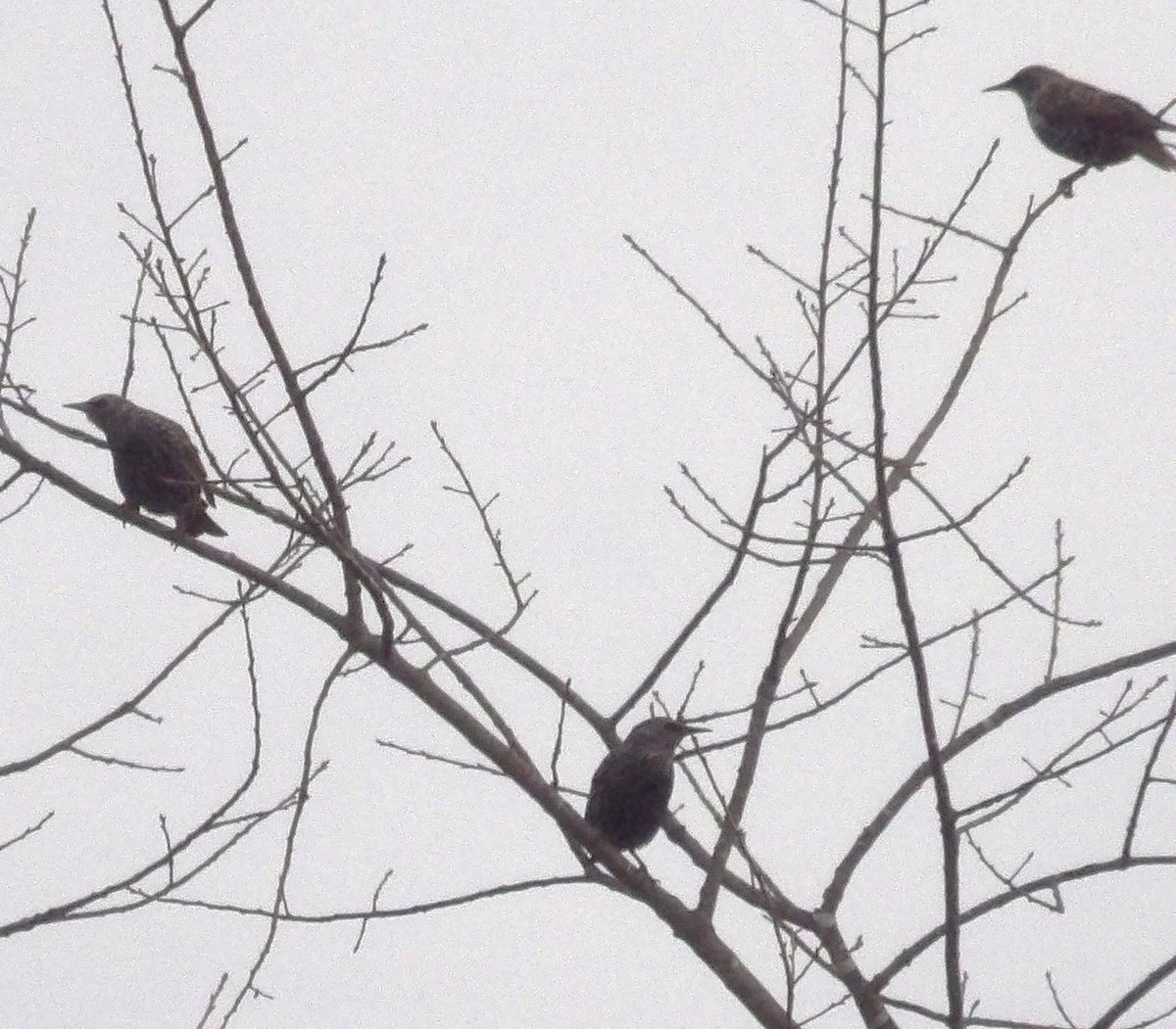 Шпак звичайний - ML645362172