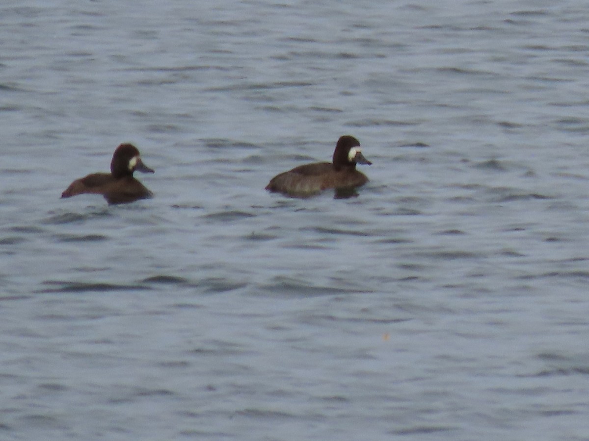 Lesser Scaup - ML645362173