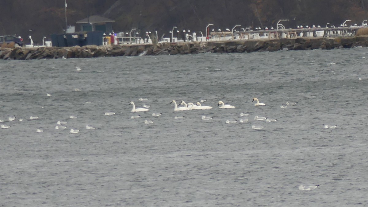 コハクチョウ - ML645362176