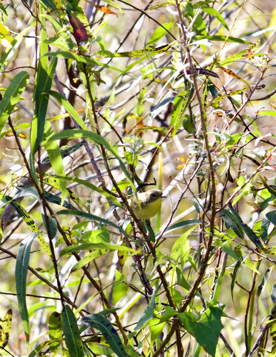 Common Yellowthroat - ML645362177