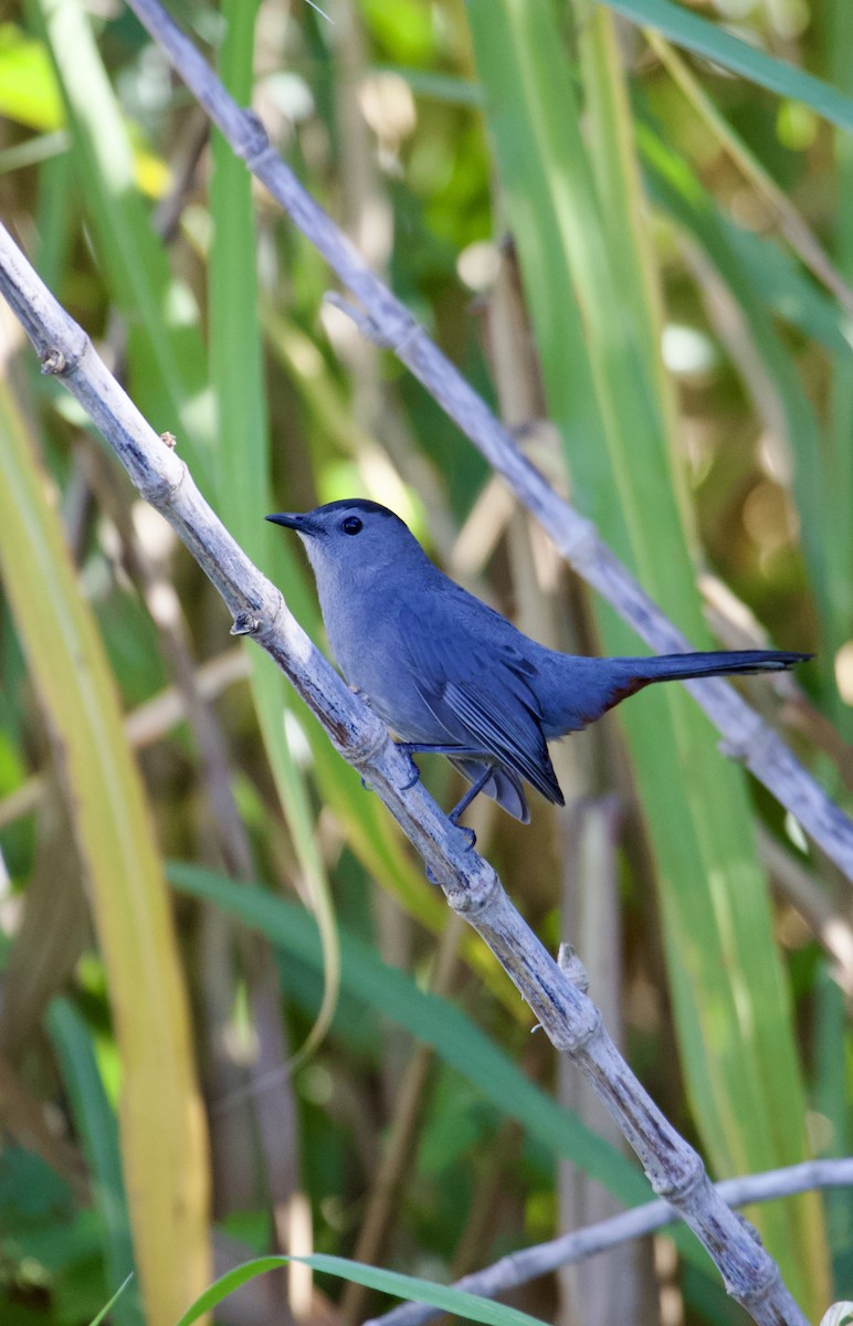 Gray Catbird - ML645362183