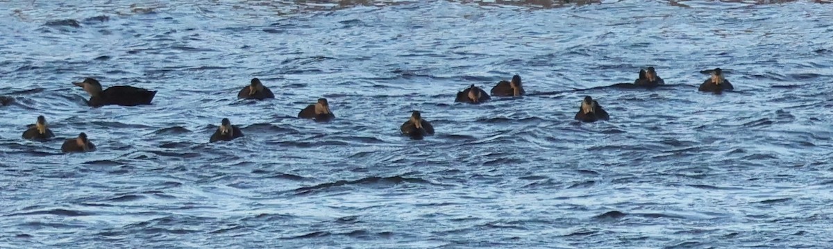 American Black Duck - ML645362190