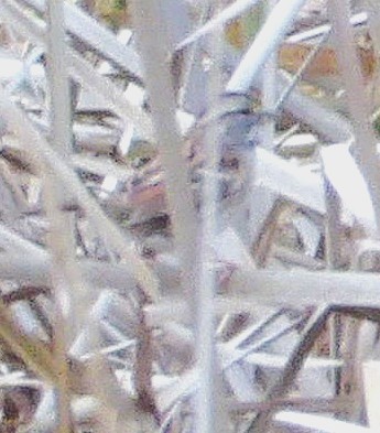 Белогорлая зонотрихия - ML645362214