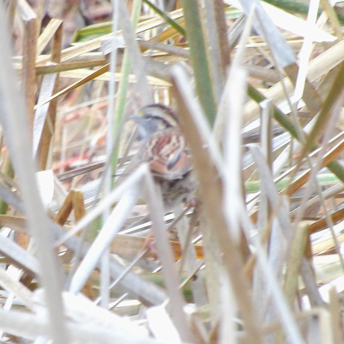 Белогорлая зонотрихия - ML645362215