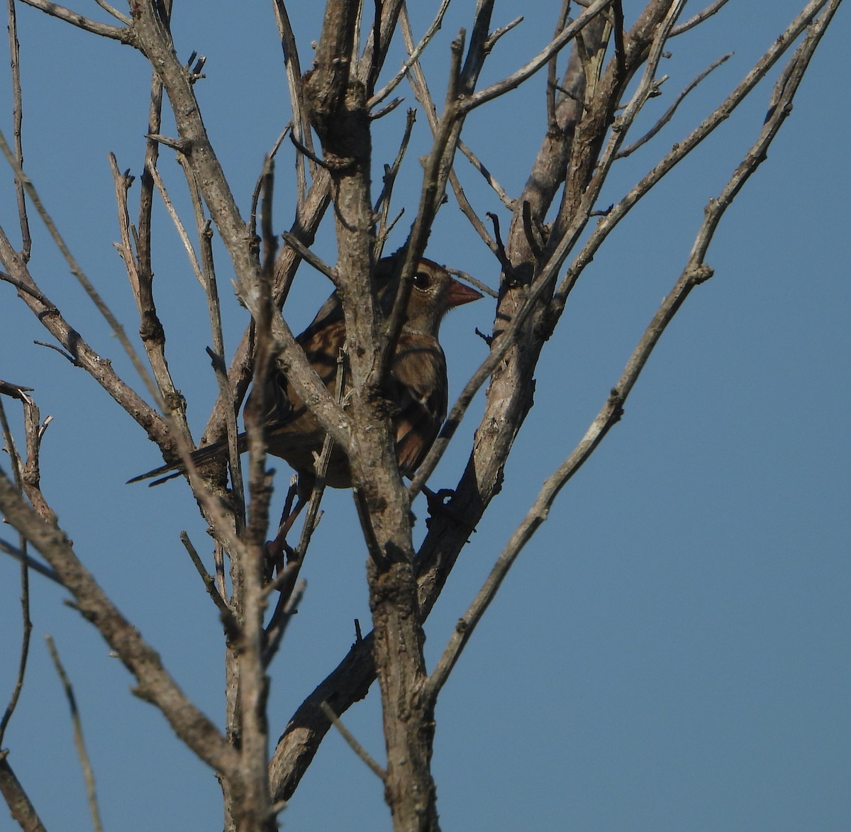 White-crowned Sparrow - ML645362218
