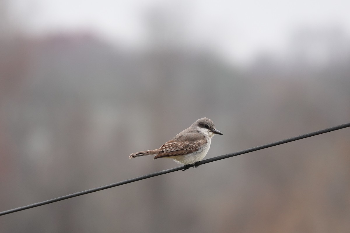 Gray Kingbird - ML645362223