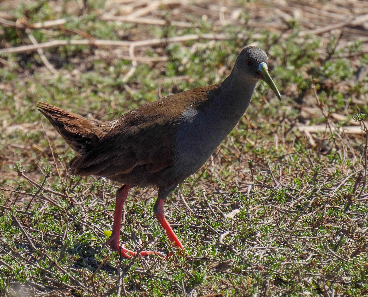 Plumbeous Rail - ML645362225