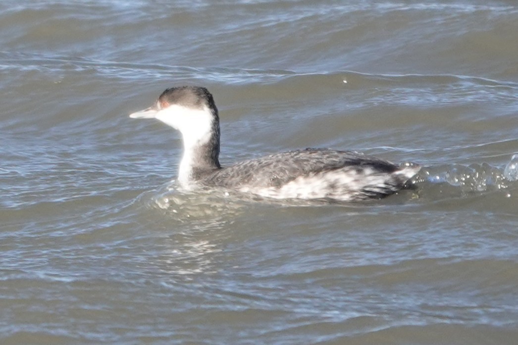 potápka žlutorohá - ML645362227