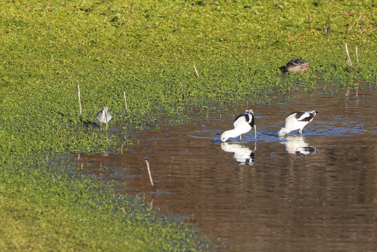 Greater Yellowlegs - ML645362229