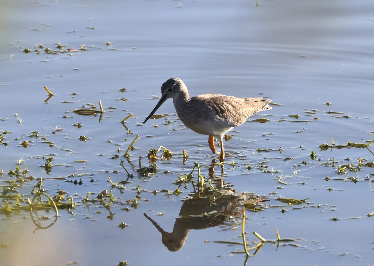 Greater Yellowlegs - ML645362230
