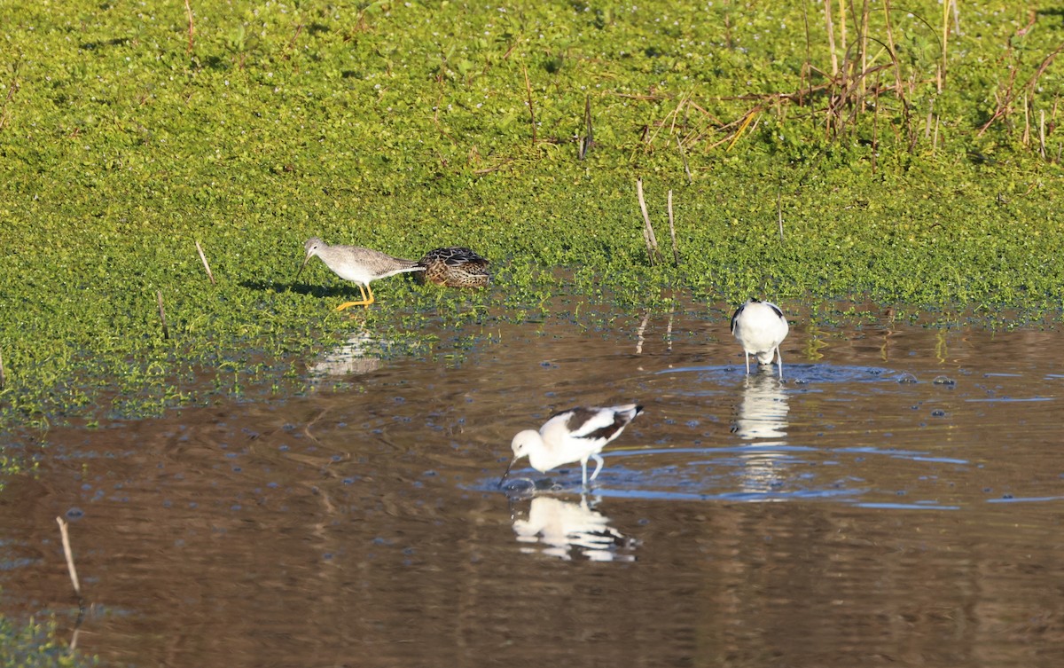 Greater Yellowlegs - ML645362231