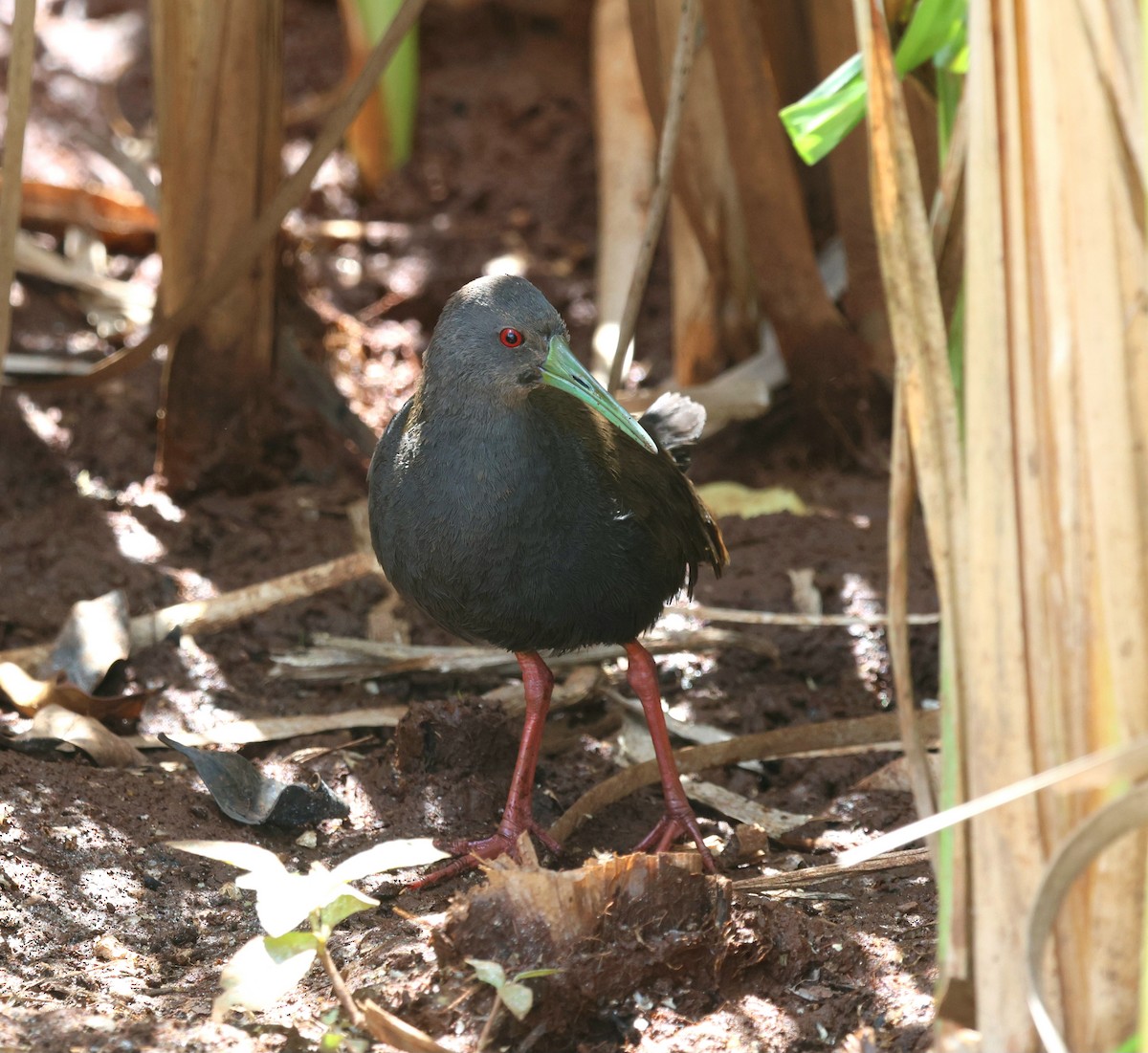 Пастушок світлогорлий - ML645362237