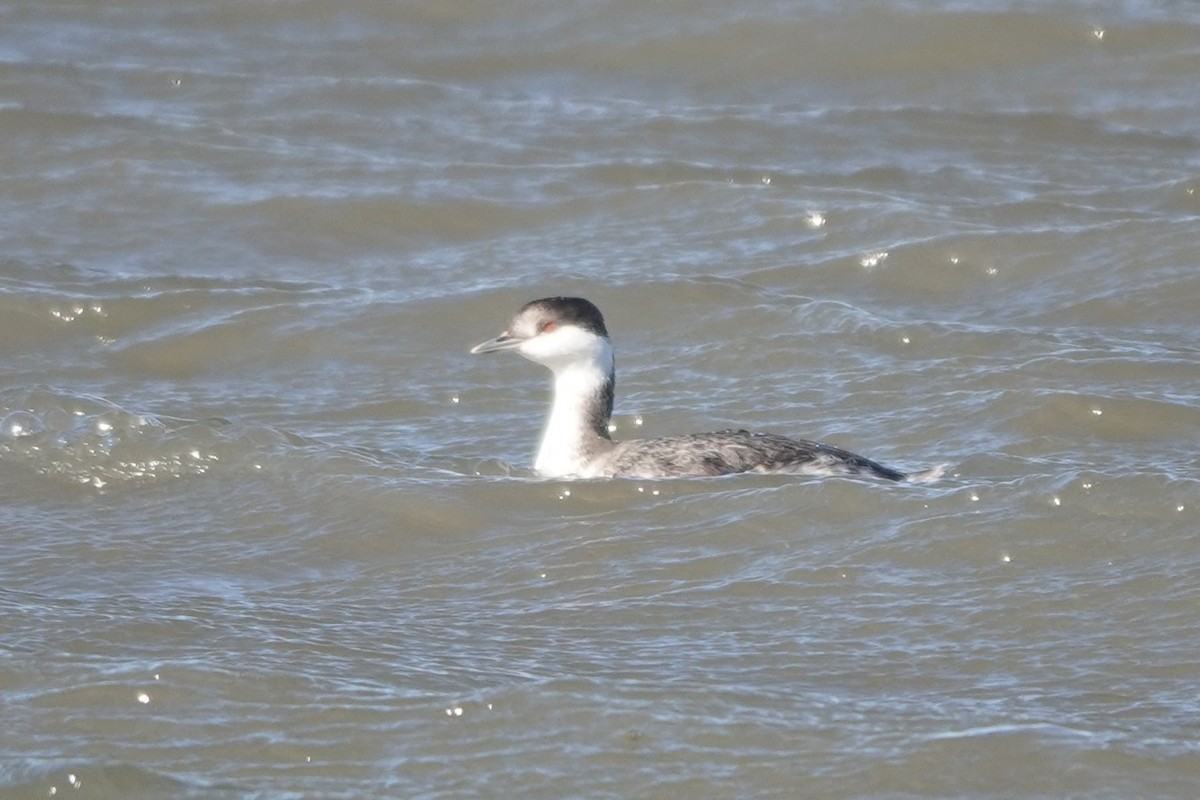 potápka žlutorohá - ML645362240