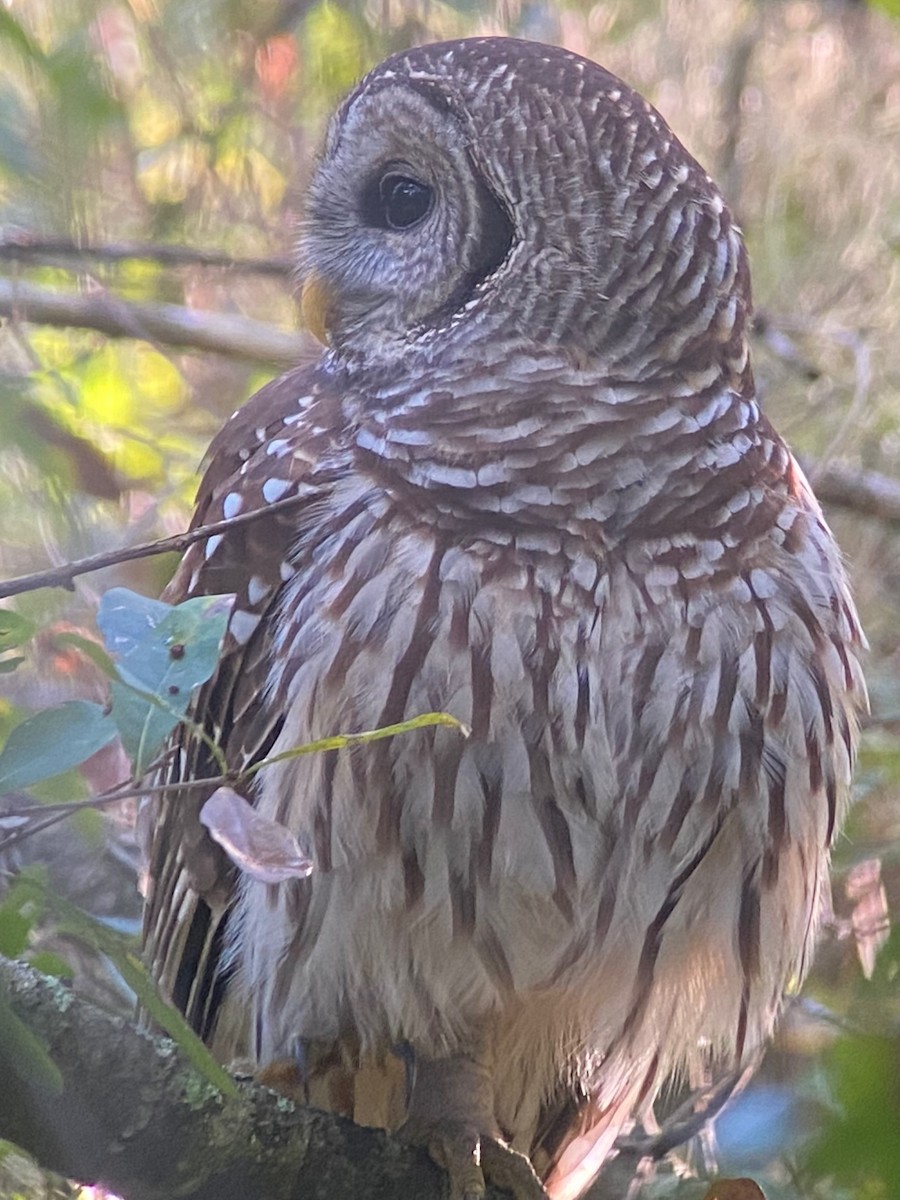 Barred Owl - ML645362247