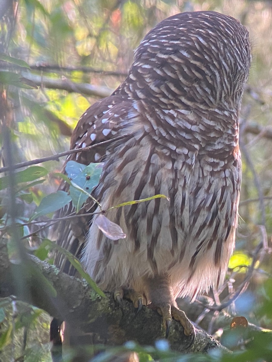 Barred Owl - ML645362249